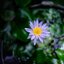 NIKON LENS SERIES E 35MM.F2.5 NIKON AIS MOUNT