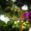 RICOH 25MM.F2.8 MODIFIED M39 MOUNT