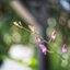 SANKYO CENI LENS 38MM.F1.4 MODIFIED M4/3 MOUNT