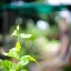CANON LENS FD 50MM.F1.4 S.S.C. FD MOUNT