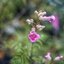KONISHIROKU HEXANON 50MM.F2 ADAPTER KONICA F TO M39 MOUNT
