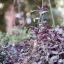 Super Takumar 55mm. F1.8 M42 mount