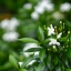 MINOLTA MC ROKKOR-PG 50MM.F1.4 MD MOUNT