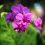 16MM.SUPERTAL PROJECTION 2 INCH.F1.6(50MM.) By TAYLOR HOBSON MODIFIED M4/3 MOUNT