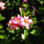 MAMIYA-SEKOR 48MM.F.2 MODIFIED M39 MOUNT