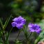 HELIOS-44M-4 58MM.F2 M42 MOUNT