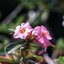 CARL ZEISS JENA DDR SONNAR 135MM.F3.5 M42 MOUNT