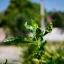 NIKON NIKKOR 35MM.F2.8 AI MOUNT