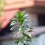 CANON LENS FD 200MM.F4 S.S.C FD MOUNT