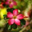 SMC TAKUMAR 55MM.F1.8 M42 MOUNT