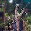 YASHICA YASHINON-DX 45MM.F1.4 MODIFLY NEX MOUNT