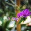 SANKYO CENI LENS 38MM.F1.4 MODIFIED M4/3 MOUNT