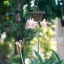 RO-109-16KP-50MM.F1.2 MODIFLY E MOUNT