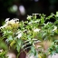 NIKON LENS SERIES E 100MM.F2.8 AIS MOUNT