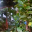 NIKON NIKKOR-S Auto 35MM.F2.8 NON AI MOUN