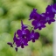 JUPITER-9 85MM.F2 M42 MOUNT