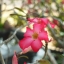 PENTACON ELECTRIC 29MM.F2.8 MC M42 MOUNT