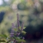 CANON LENS FD 50MM. F1.8 FD MOUNT