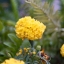 Canon Zoom Lens FD 35-70 mm. F3.5-4.5