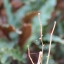 MINOLTA MD TELE ROKKOR 200MM. F4 MD MOUNT