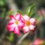 KINO-SANKYO 38MM.F1.4 MODIFIED M4/3 MOUNT