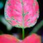 CANON MACRO LENS FD 50MM.F3.5SSC. FD MOUNT