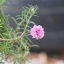 CANON ZOOM LENS FD 100-300MM.F5.6 FD MOUNT