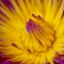 COSINA 100MM.F3.5 MC MACRO OM MOUNT