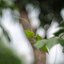 MINOLTA MC ROKKOR-PF 58MM.F1.4 MD MOUNT