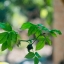 INDUSTAR-50-50MM.F3.5 M39 MOUNT