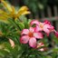 TAMRON SP 35-80MM.F2.8-3.8 CF MACRO BBAR MC ADATALL 2 FD MOUNT