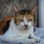 NIKON ZOOM-NIKKOR 35-70MM.F3.3-4.5 AIS MOUNT