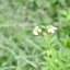 PENTACON AUTO 50MM.F1.8 MULTI COATING M42 MOUNT