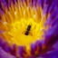 COSINA 100MM.F3.5 MC MACRO OM MOUNT