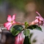 SUPER TAKUMAR 150MM.F4 M42 MOUNT