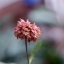 CANON LENS FL 50MM. F1.8