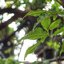 TV LENS 16MM.F1.6 C MOUNT