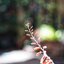 RICOH XP RIKENON 50MM.F2 PK MOUNT