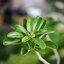 SANKYO CENI LENS 38MM.F1.4 MODIFIED M4/3 MOUNT