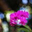 NIKON MICRO-NIKKOR 105MM.F2.8 AIS MOUNT