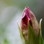 CANON COMPACT-MACRO LENS EF 50MM.F2.5