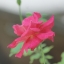 SIGMA ZOOM AF 75-300MM.F4.5-5.6 A MOUNT