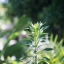 HELIOS-44-2 58MM.F2 M42 MOUNT