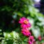 NIKON LENS SERIES E 35MM.F2.5 NIKON AIS MOUNT