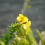 SIGMA ZOOM 100-300MM. F4.5-6.7UC SONY A MOUNT