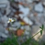 CANON LENS 40MM.F1.9 MODIFLY M39 MOUNT