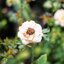 CANON SUPER-CANOMATIC LENS R 50MM.F1.8 FL MOUNT