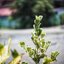 SANKYO CENI LENS 38MM.F1.4 MODIFIED M4/3 MOUNT