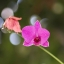 CARL ZEISS JENA Q1 SONNAR 135MM.F4 EXAKTAR MOUNT