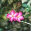 SMC PENTAX-M 50MM.F1.4 PK MOUNT